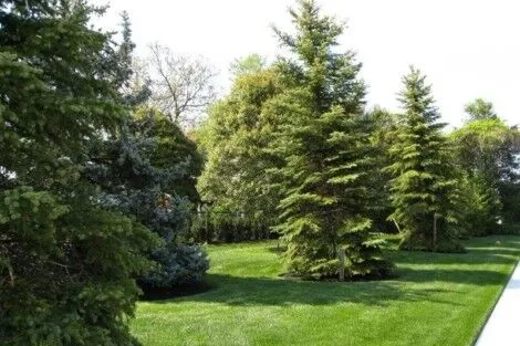 A scenic view of a landscaped yard featuring tall evergreen trees and vibrant green grass, perfect for outdoor relaxation. Beautiful landscaped yard with tall evergreen trees and well-maintained grass.