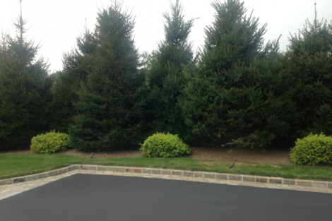 A landscaped outdoor area with trees and a paved space, ideal for pool installation or outdoor furnishings. Beautiful outdoor space with trees and a paved area for a pool or patio.